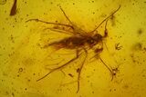 Ten Fossil Flies (Diptera) In Baltic Amber #183581-3